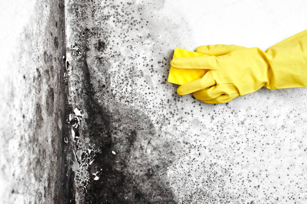 Biohazard Mold Removal in White Cloud, MI
