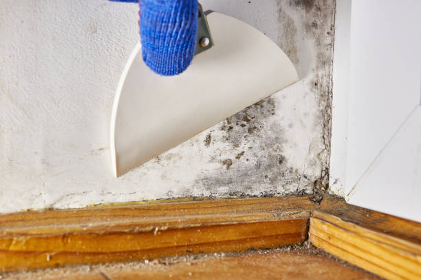 Best Air Quality Testing for Mold Spores  in White Cloud, MI